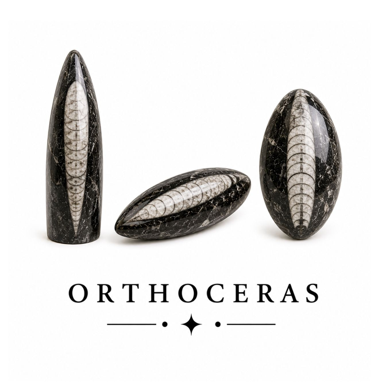 Three polished black orthocerat shell fossils arranged on a white background, with the word 'ORTHOCERAS' and a small star motif below.