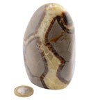 A polished brown and cream septarian gemstone with dark veining, shown upright on a white background with a small round coin below for scale.