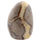 A polished septarian gemstone with dark brown veining, photographed against a plain white background.