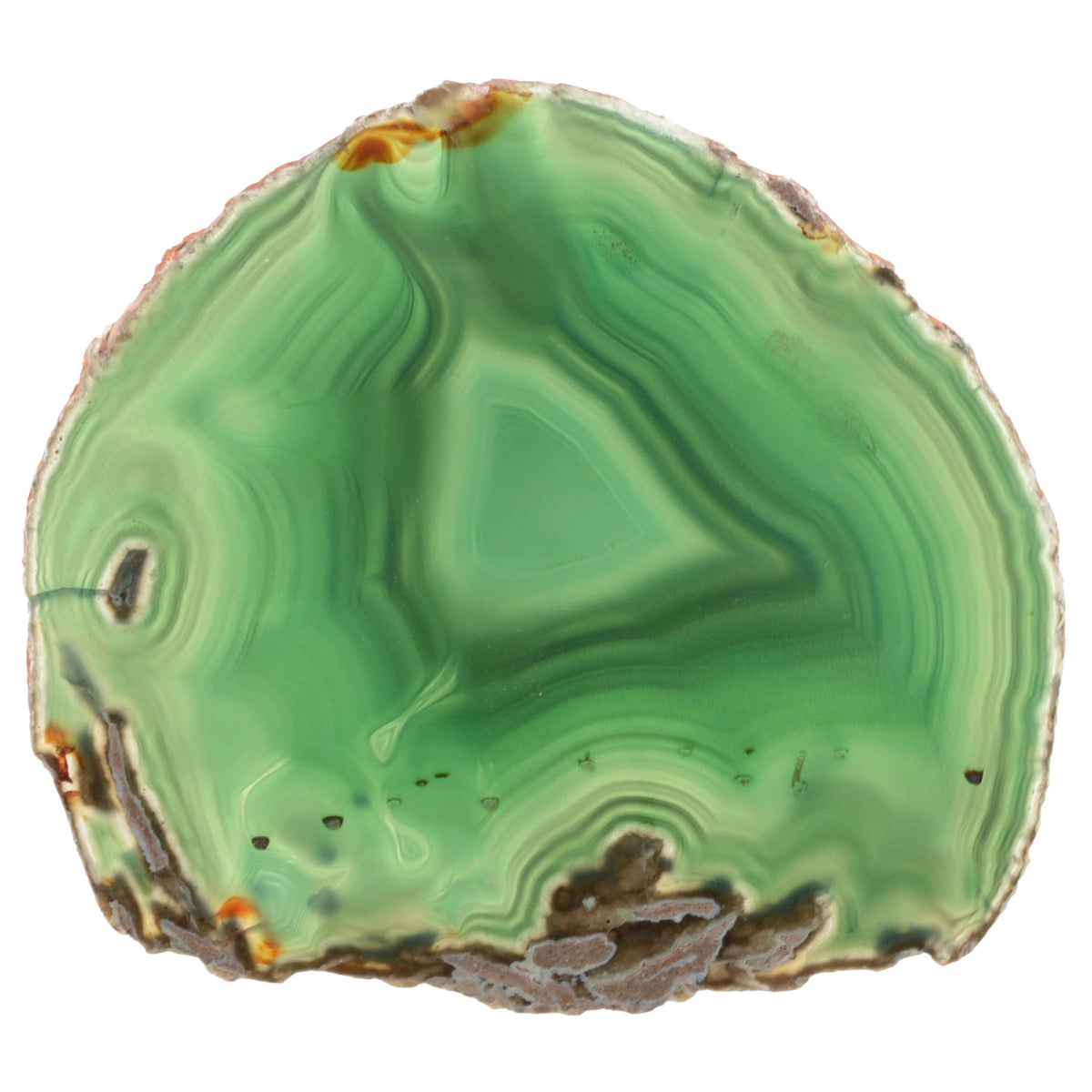 A polished slice of green agate stone with concentric banding and natural rough edges, shown on a plain white background.