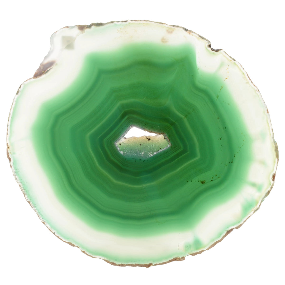 A polished slice of green agate stone with concentric banding and a natural rough outer edge, shown on a plain white background.