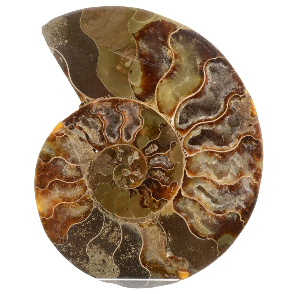145mm Half Polished Ammonite Fossil - Madagascar