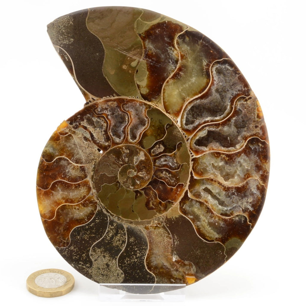 A 145mm ammonite fossil specimen displayed upright on a clear stand against a white background, with a small coin placed below for scale.