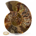 A 145mm ammonite fossil specimen displayed upright on a clear stand against a white background, with a small coin placed below for scale.