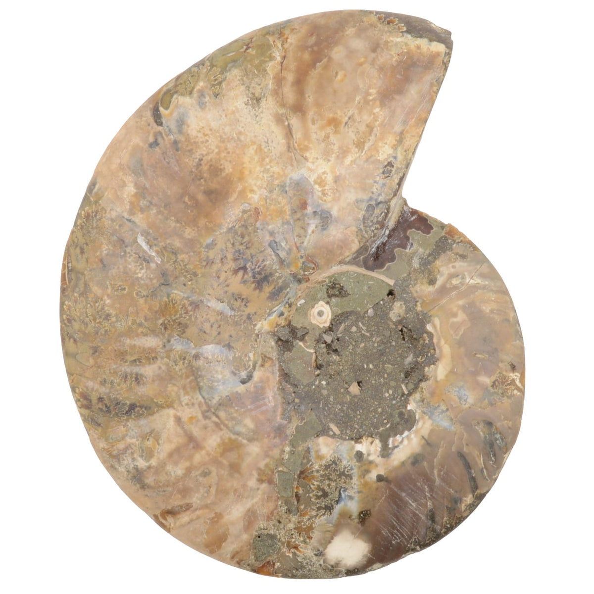 145mm Half Polished Ammonite Fossil - Madagascar