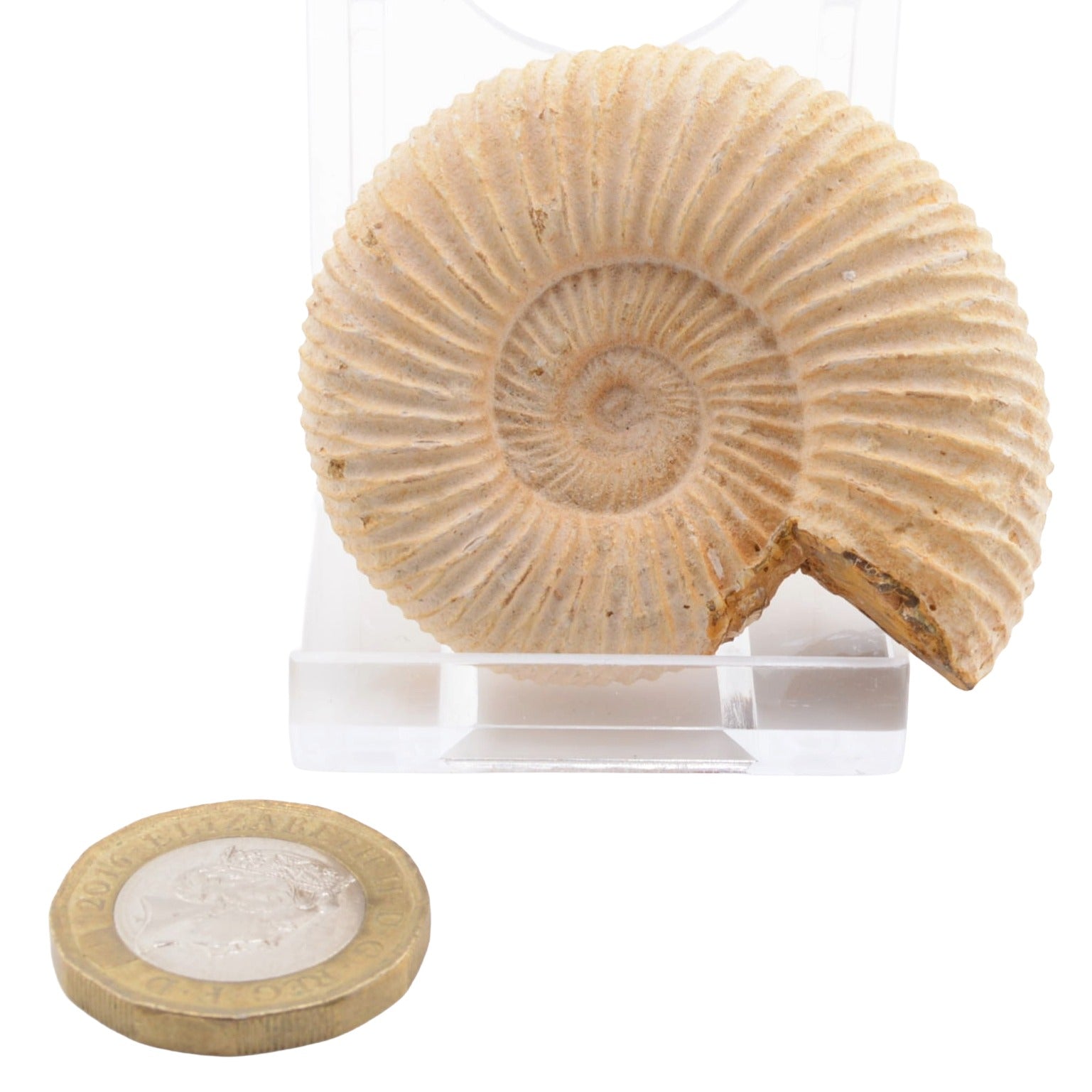 An ammonite fossil specimen displayed on a clear acrylic stand, with a coin placed below for scale, against a plain white background.