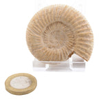 A natural ammonite fossil specimen displayed on a clear acrylic stand, with a coin placed below for scale, against a plain white background.