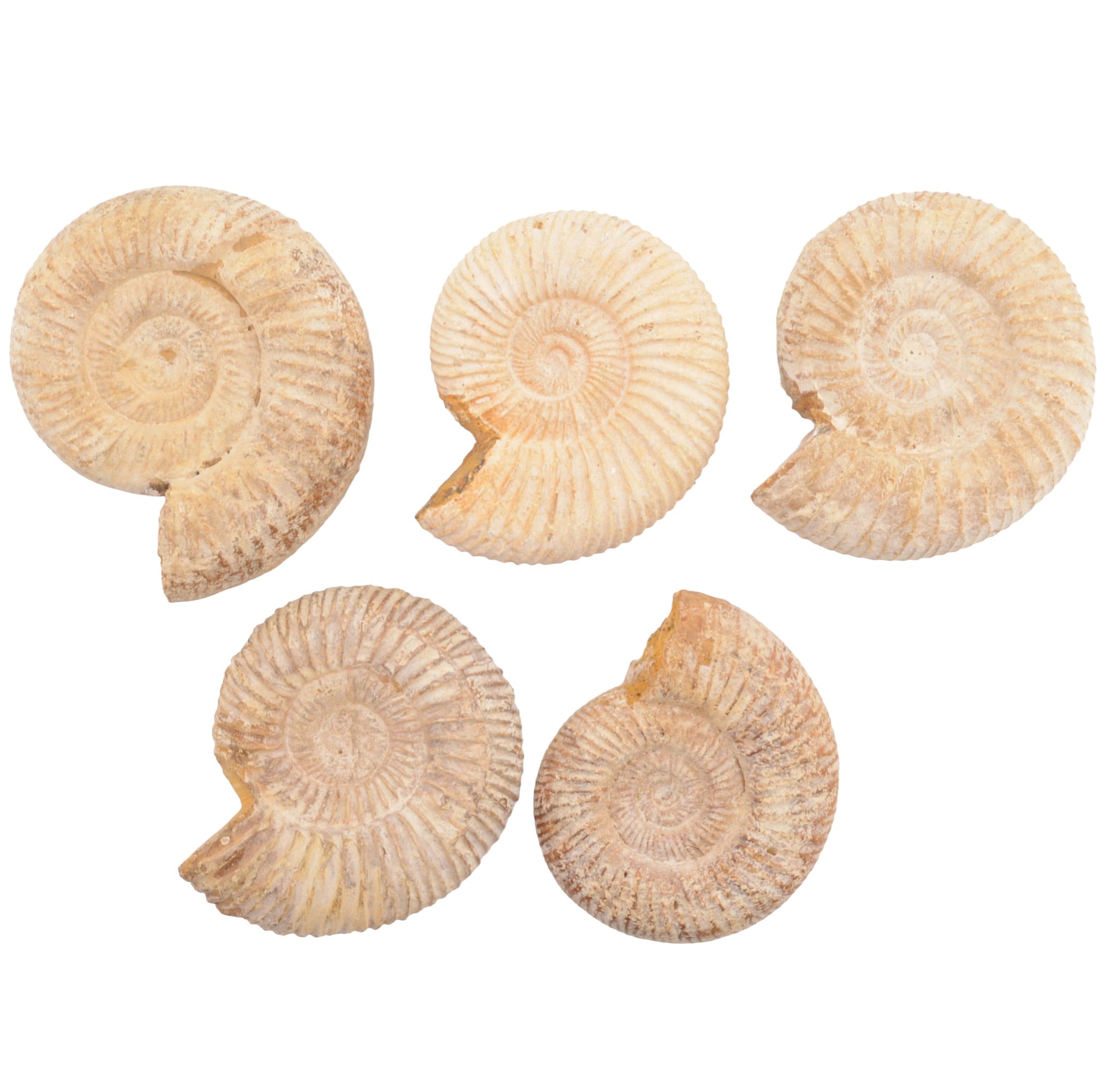 Five natural ammonite fossils arranged on a plain white background.