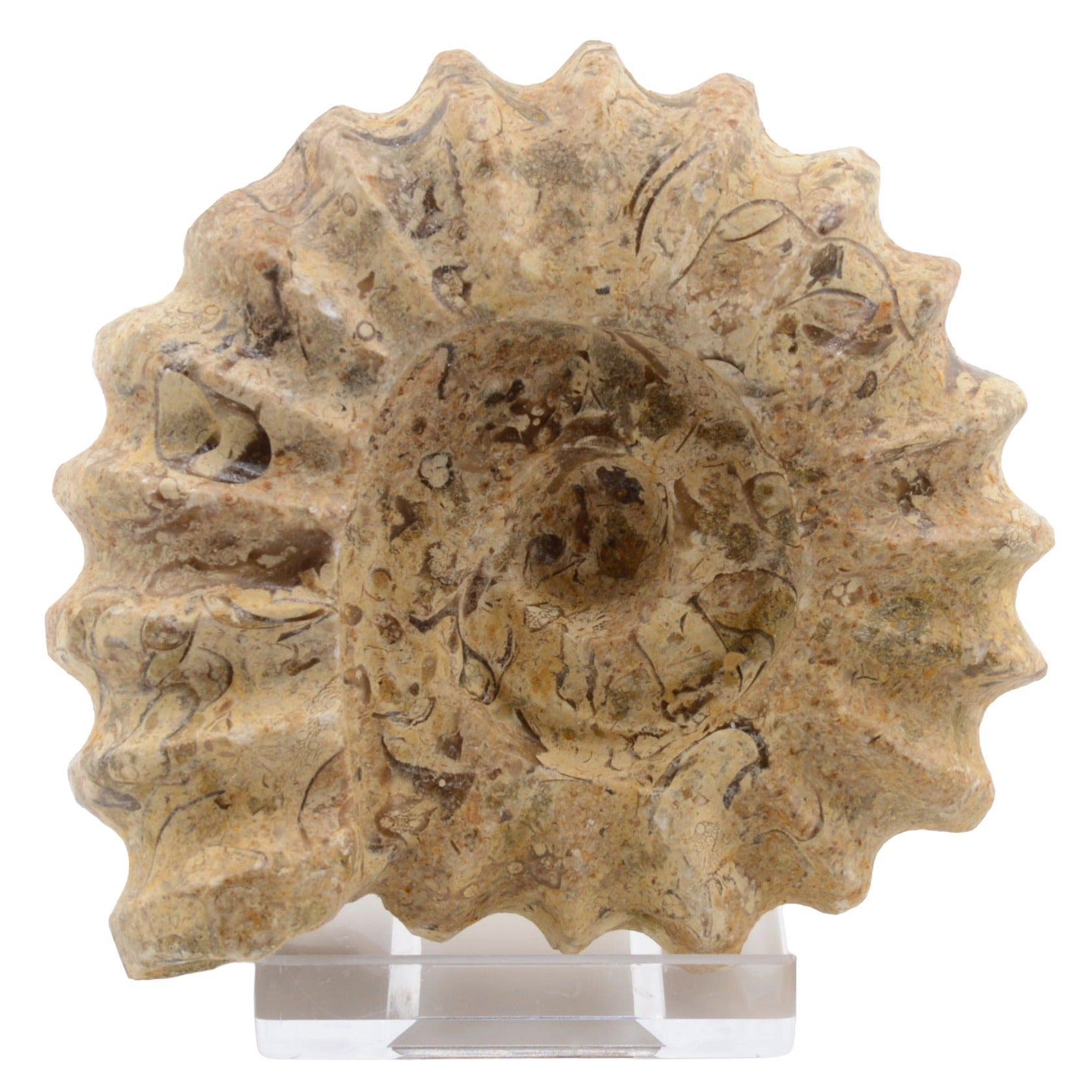 A carved ammonite, made from fossil stone .Displayed upright on a clear acrylic stand against a plain white background.
