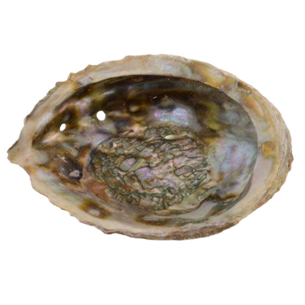 A natural abalone shell with a glossy, iridescent interior and rough outer edges, isolated on a white background.