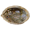 A natural abalone shell with a glossy, iridescent interior and rough outer edges, isolated on a white background.