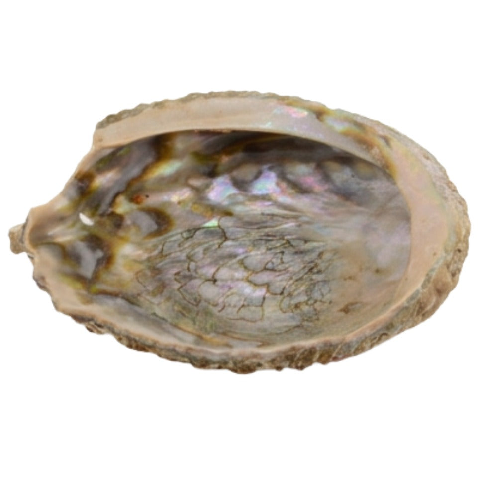 Abalone Shell - Medium Size