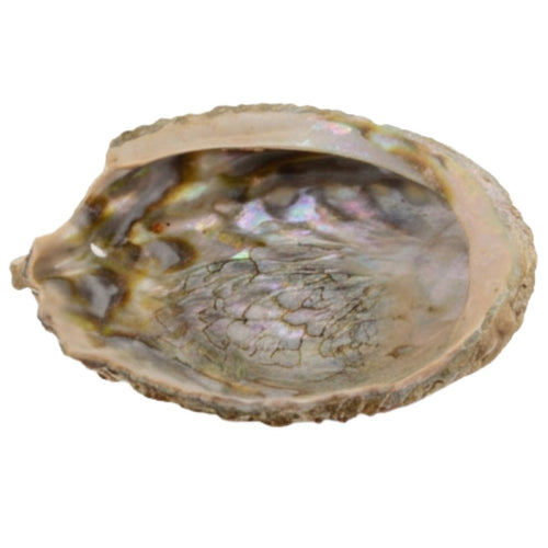 Abalone Shell - Medium Size