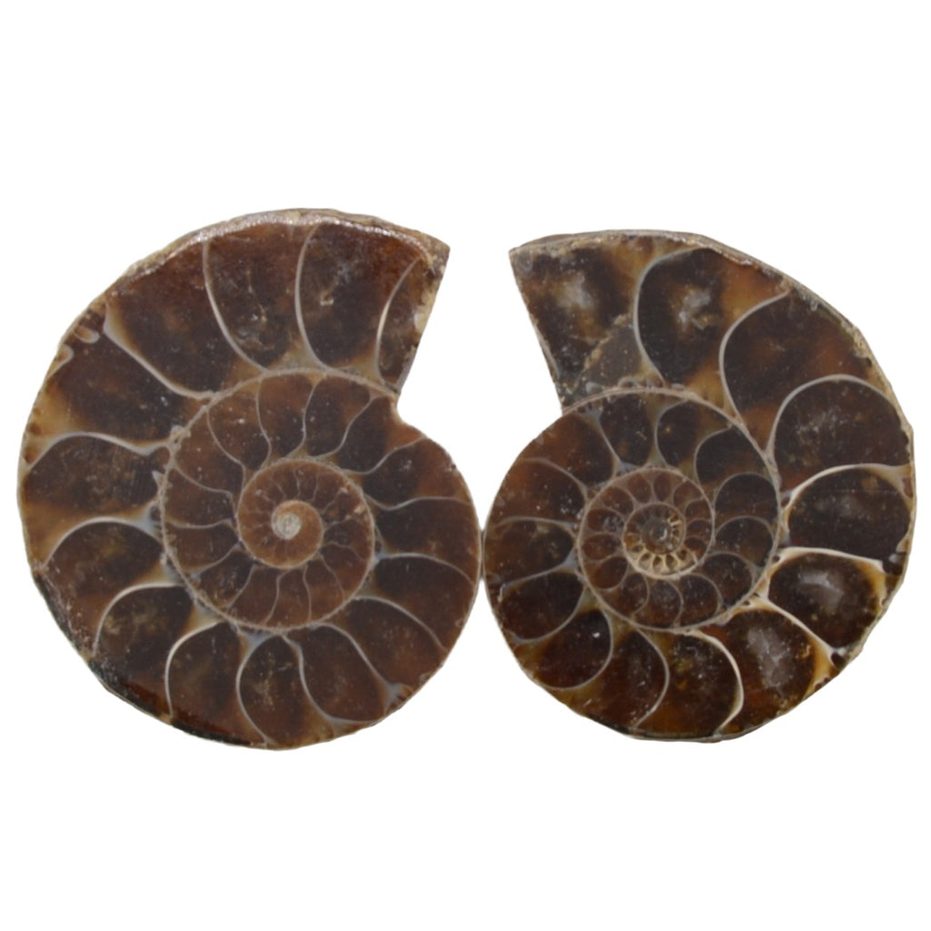 Two polished ammonite fossil specimens shown side by side on a plain white background.