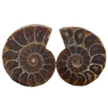 Two polished ammonite fossil specimens shown side by side on a plain white background.