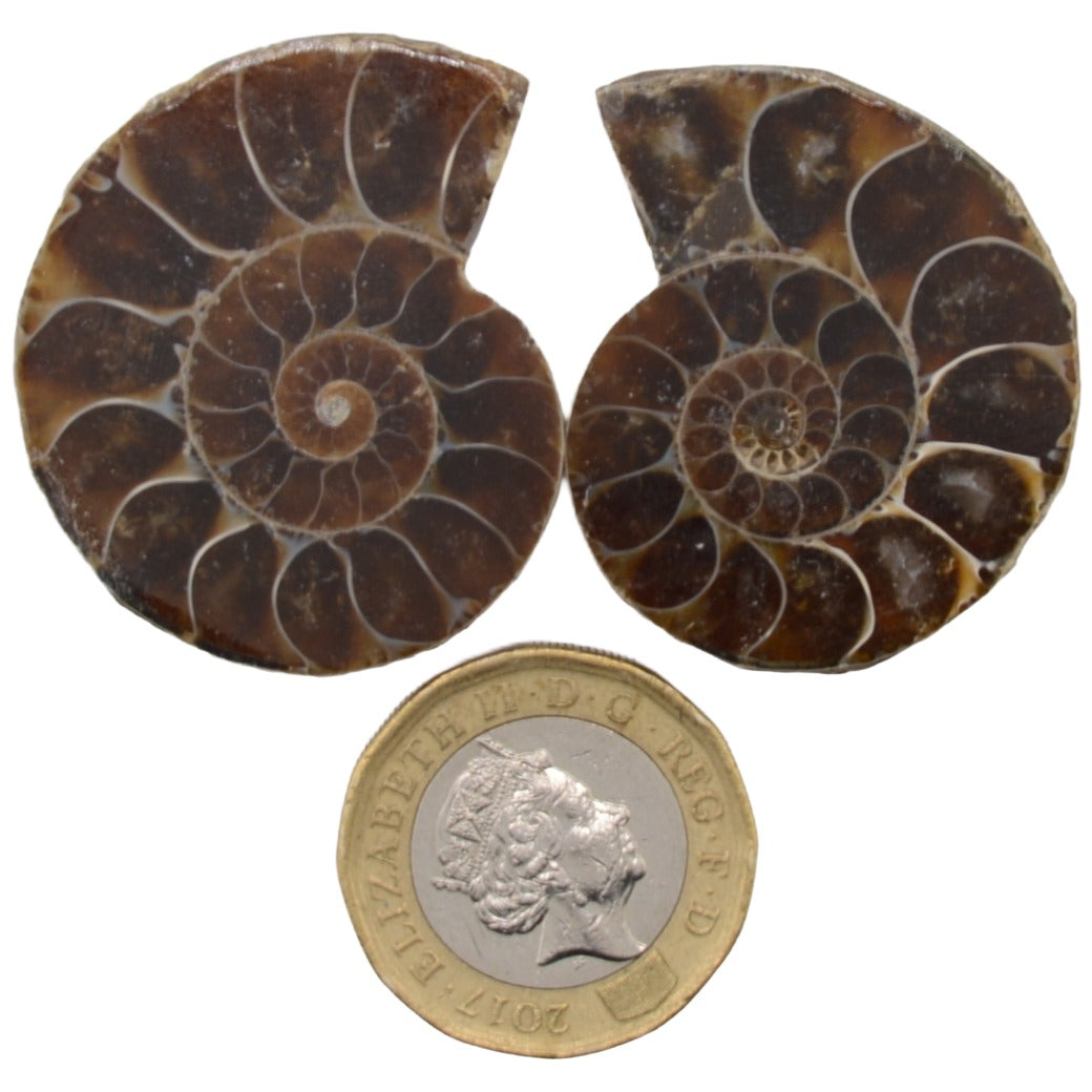 Ammonite Fossil Cut and Polished Pair - 35mm