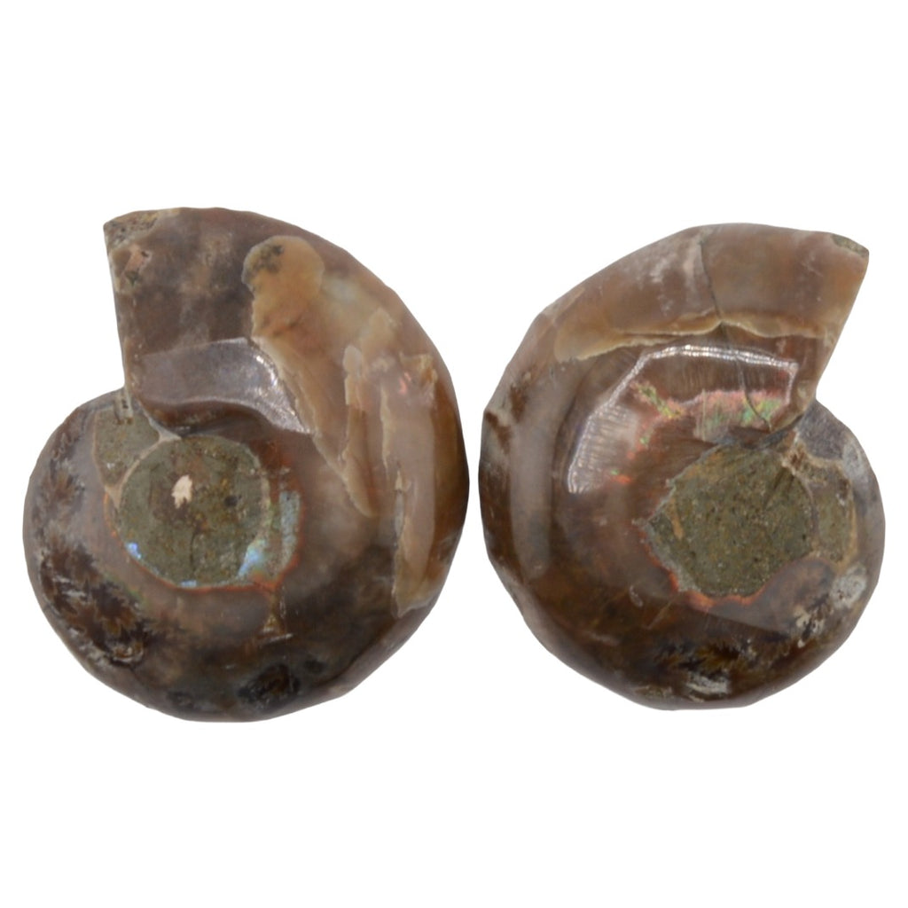 Ammonite Fossil Cut and Polished Pair - 35mm