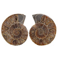 Two natural ammonite fossils shown side by side on a plain white background.