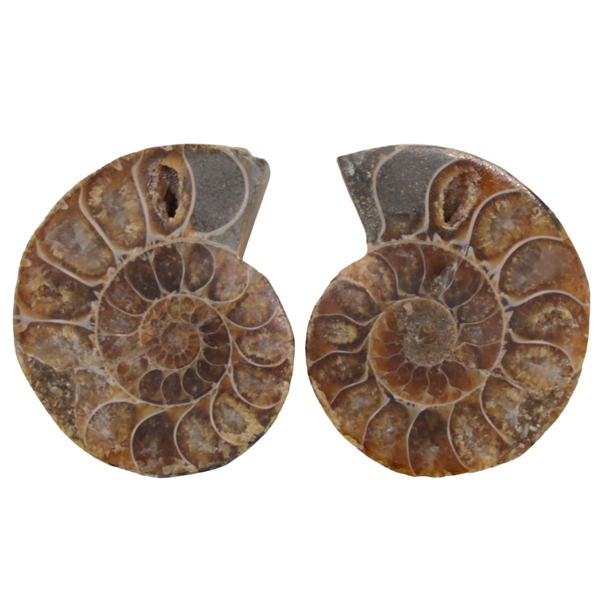 Two natural ammonite fossils shown side by side on a plain white background.
