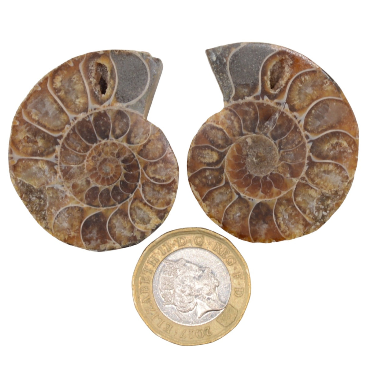 Ammonite Fossil Cut and Polished Pair - 40mm
