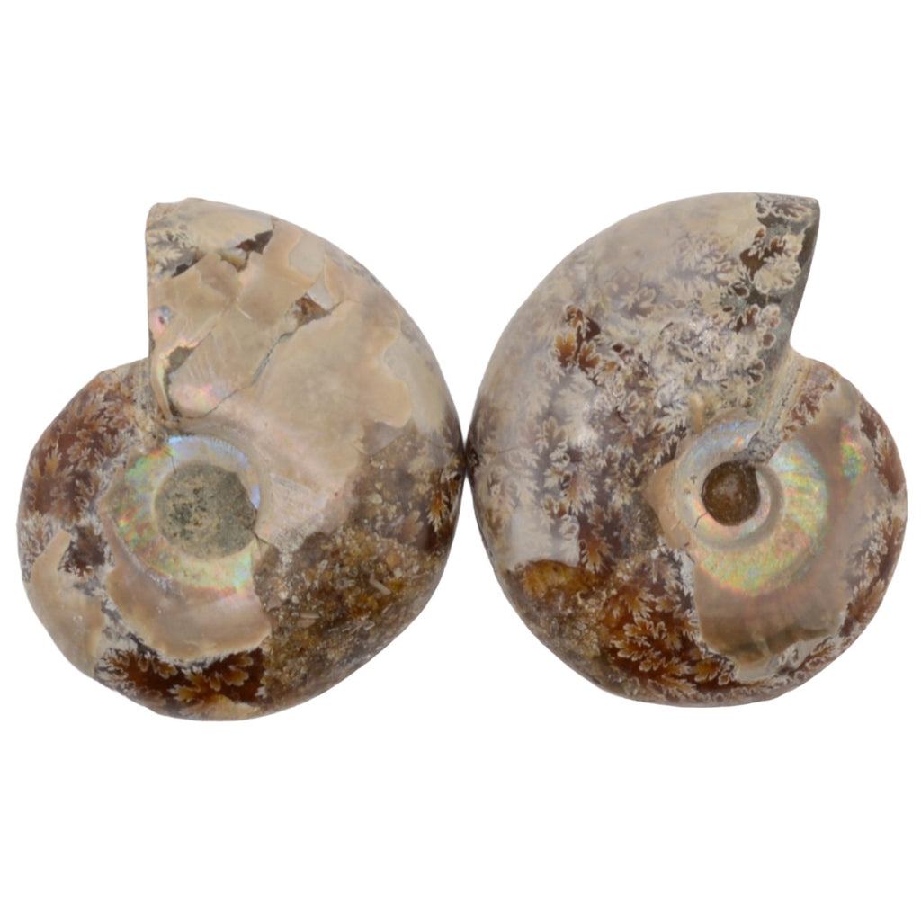Ammonite Fossil Cut and Polished Pair - 40mm