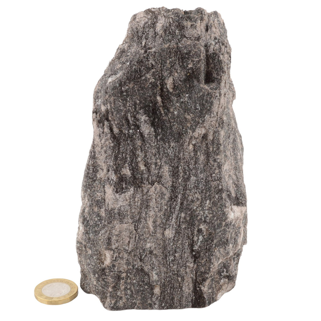 A rough, natural black micaspecimen with a rough, porous texture, shown next to a gold-colored coin for scale on a plain white background.
