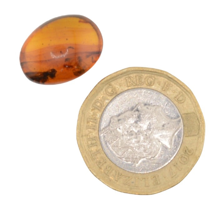 Burmese Cretaceous Amber - UV Reactive