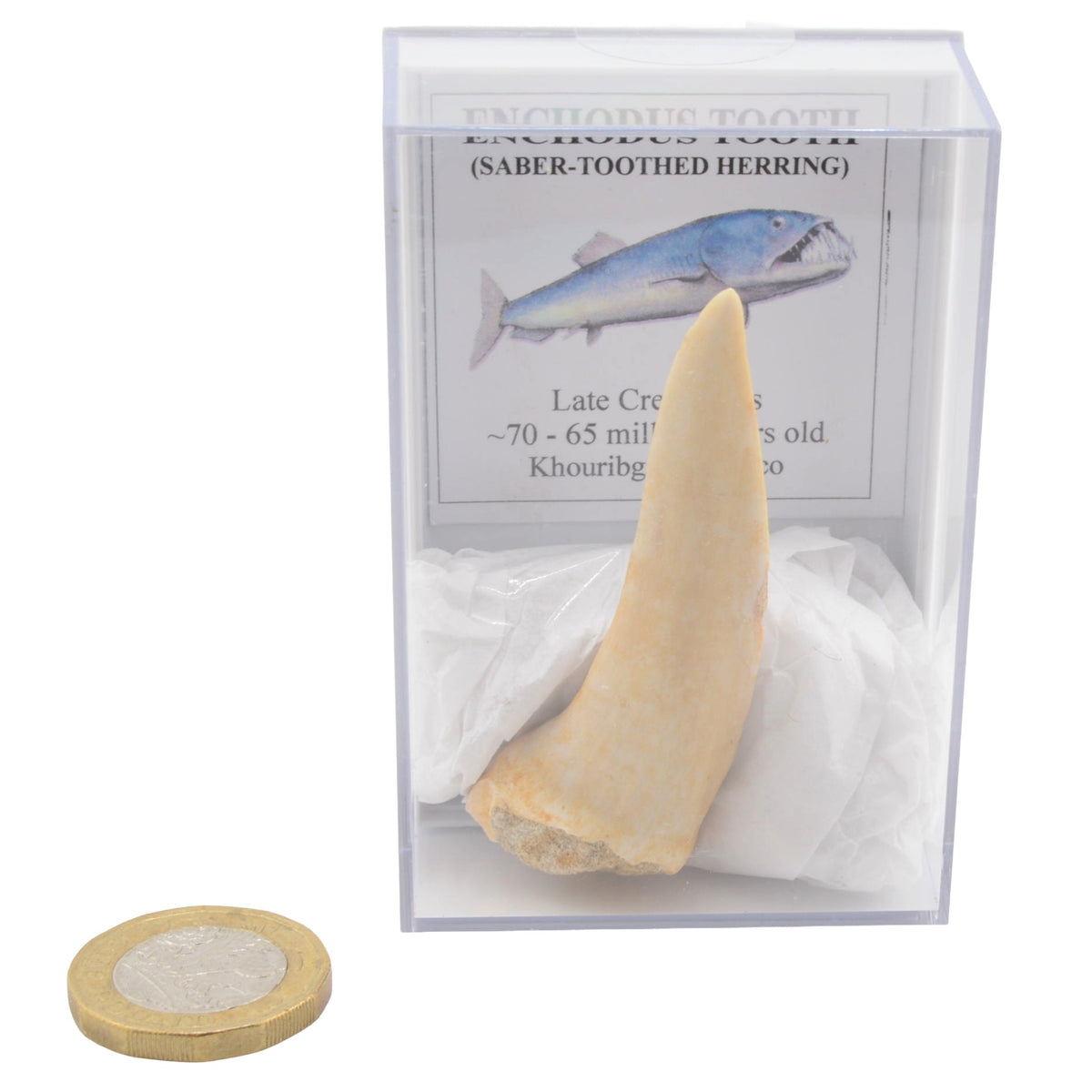 Large Enchodus Tooth (AKA Sabre Toothed Herring)