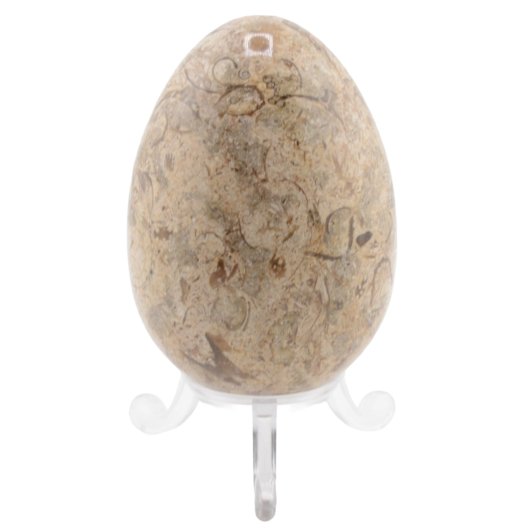 A polished natural fossil stone egg featuring intricate brown and beige fossil inclusions, displayed on a clear plastic stand against a white background.