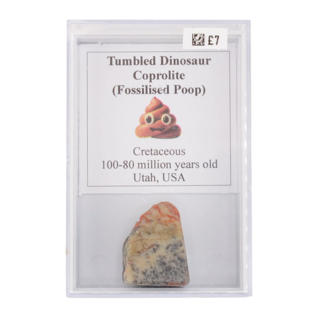 Tumbled Fossilised Dinosaur Poop (Coprolite) - in Display Case