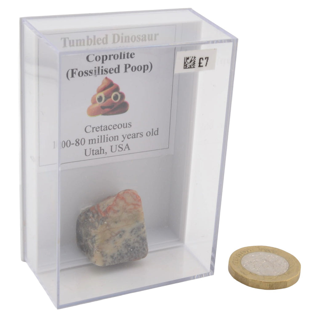 Tumbled Fossilised Dinosaur Poop (Coprolite) - in Display Case