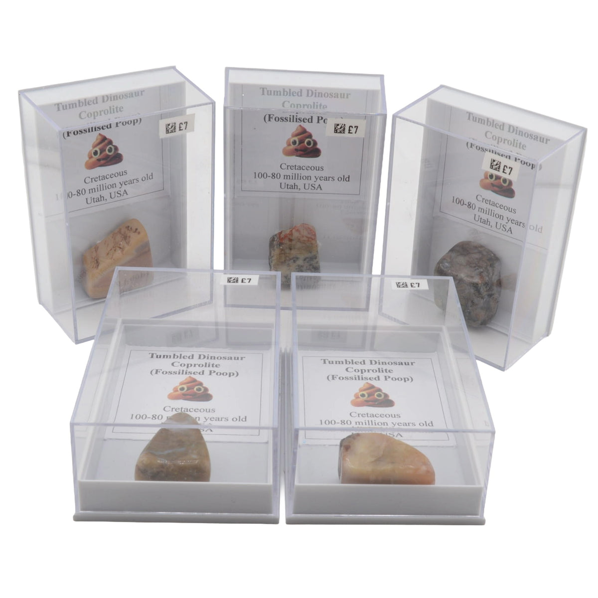 Five clear acrylic display boxes with printed labels, each containing a small tumbled dinosaur poo fossil coprolite, arranged on a white background.