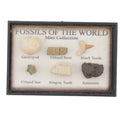 Fossil Mini Collection - Fossils Of The World