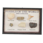 Fossil Mini Collection - Fossils Of The World