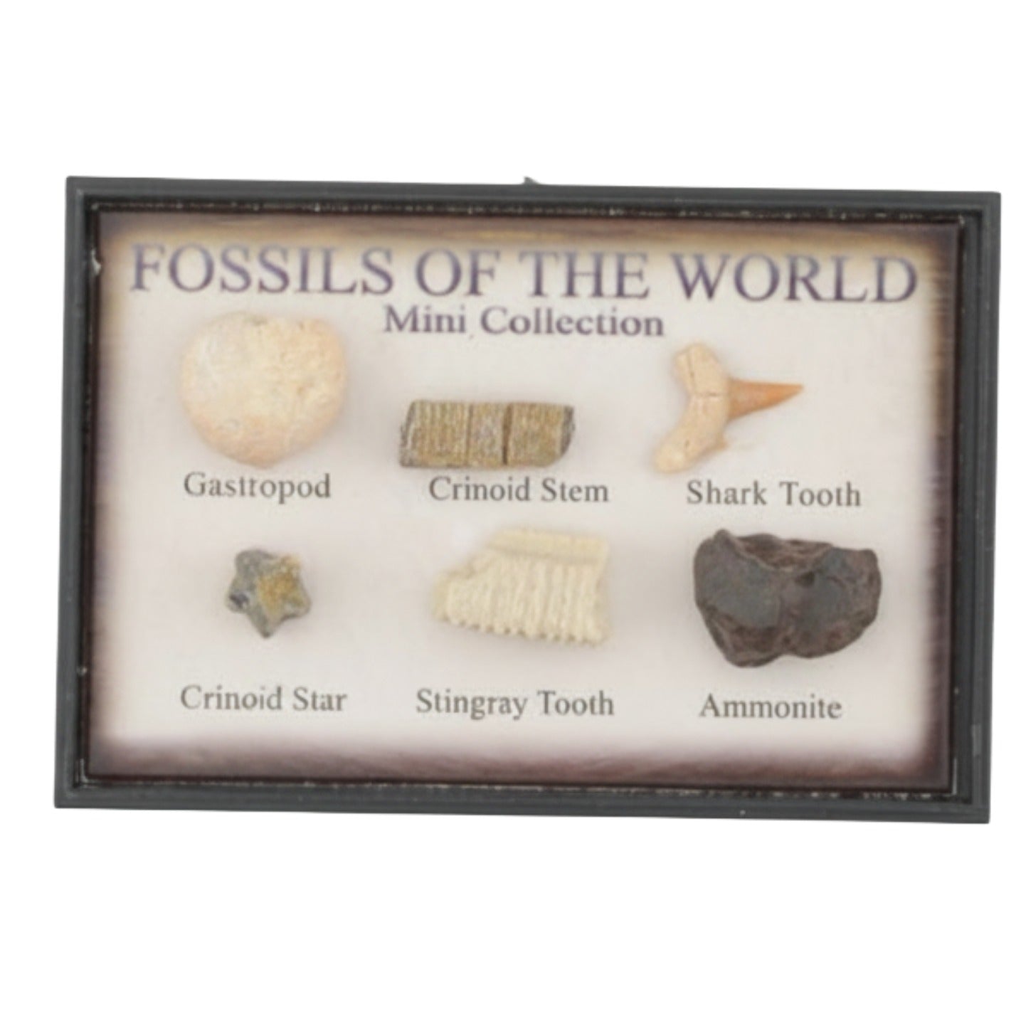 Fossil Mini Collection - Fossils Of The World