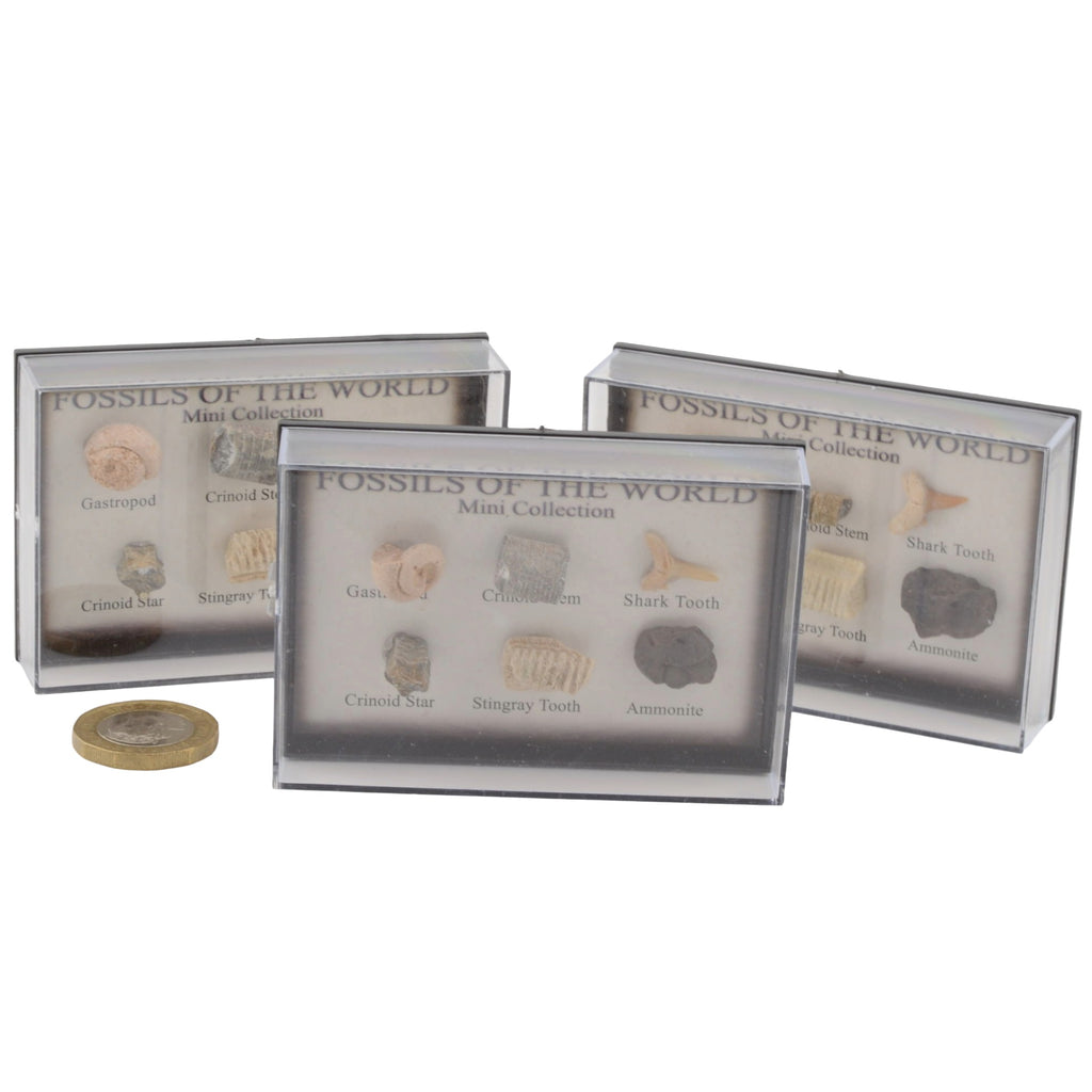 Fossil Mini Collection - Fossils Of The World