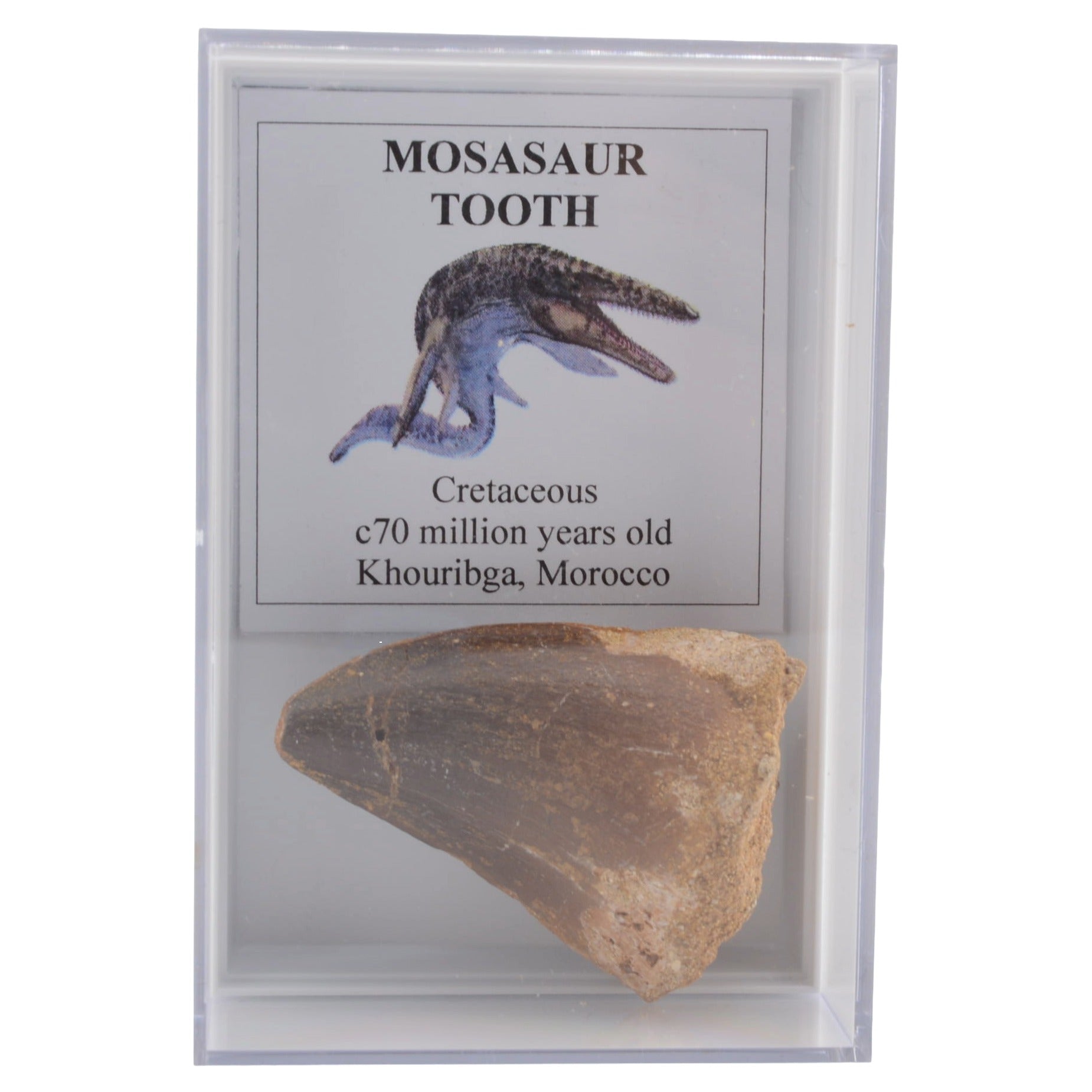 A Mosasaur tooth fossil displayed inside a clear acrylic case with an informational label card. The label features a blue and brown illustration of a prehistoric creature and text reading 'MOSASAUR TOOTH', 'Cretaceous', 'c70 million years old', and 'Khouribga, Morocco'.