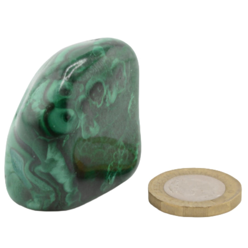 A polished green malachite stone with natural swirling patterns, shown next to a gold coin for scale on a plain white background.