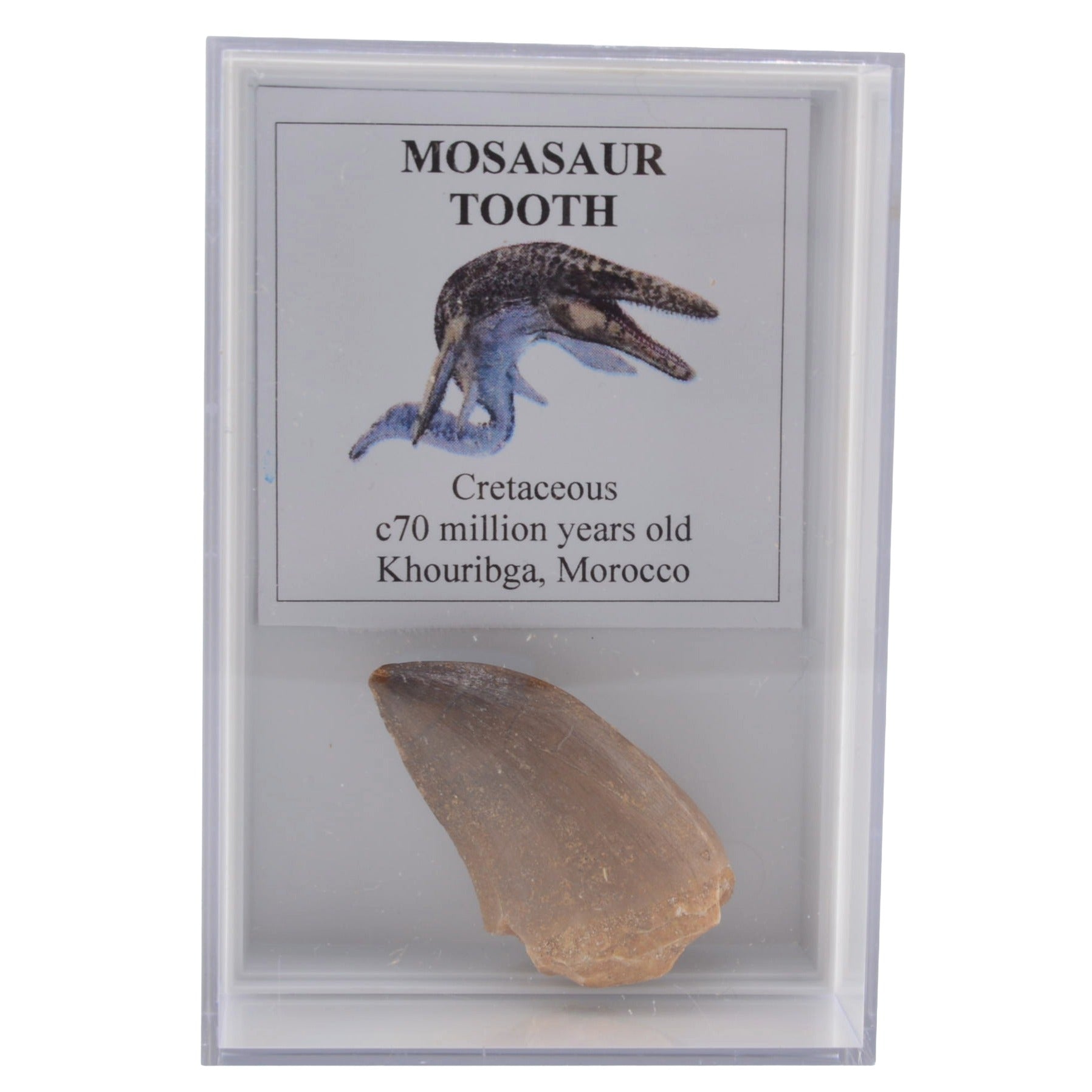 A prehistoric mosasaur tooth specimen displayed inside a clear plastic case with an informational label. The label features a drawing of a cretaceous mosasaur and text reading 'MOSASAUROUS TOOTH', 'Cretaceous', 'c70 million years old', and 'Khouribga, Morocco'.