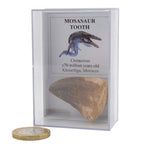 Large Mosasaur Tooth