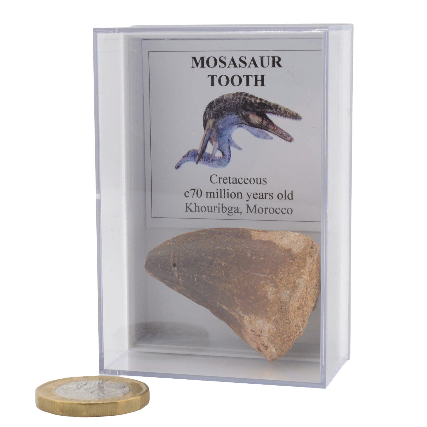 Large Mosasaur Tooth