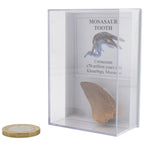 Medium Mosasaur Tooth