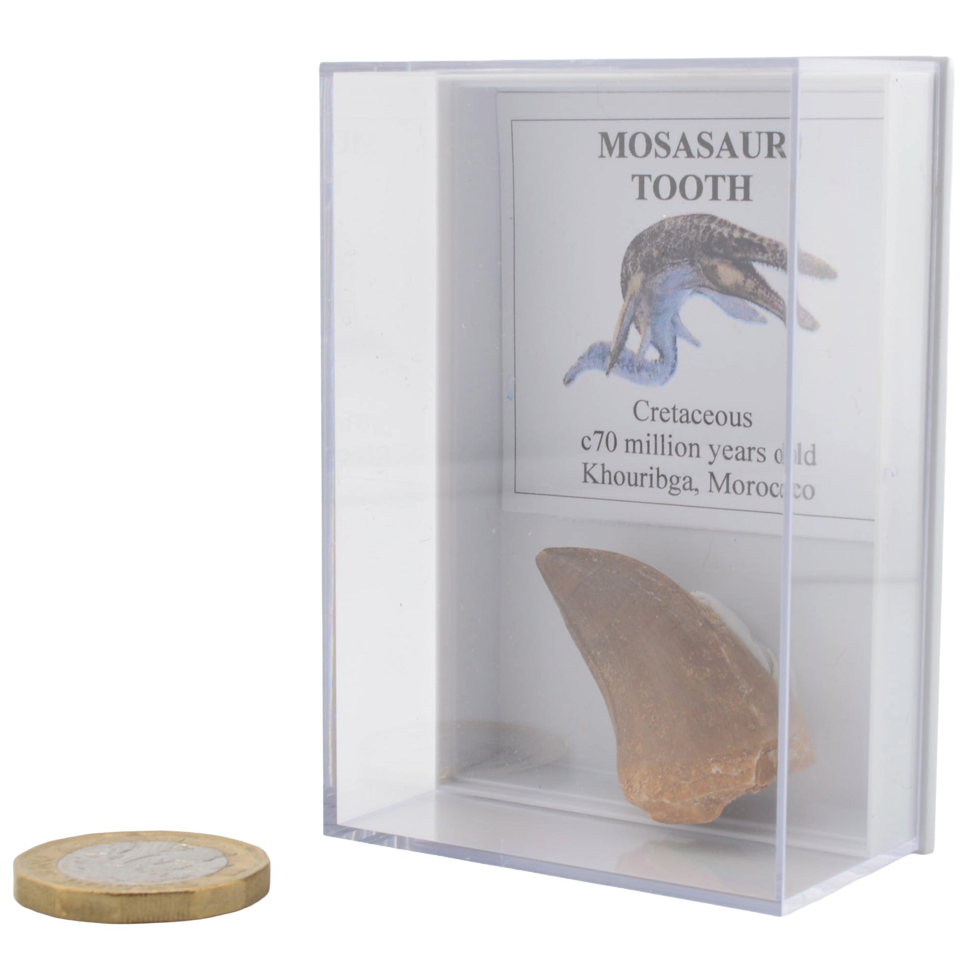 Medium Mosasaur Tooth