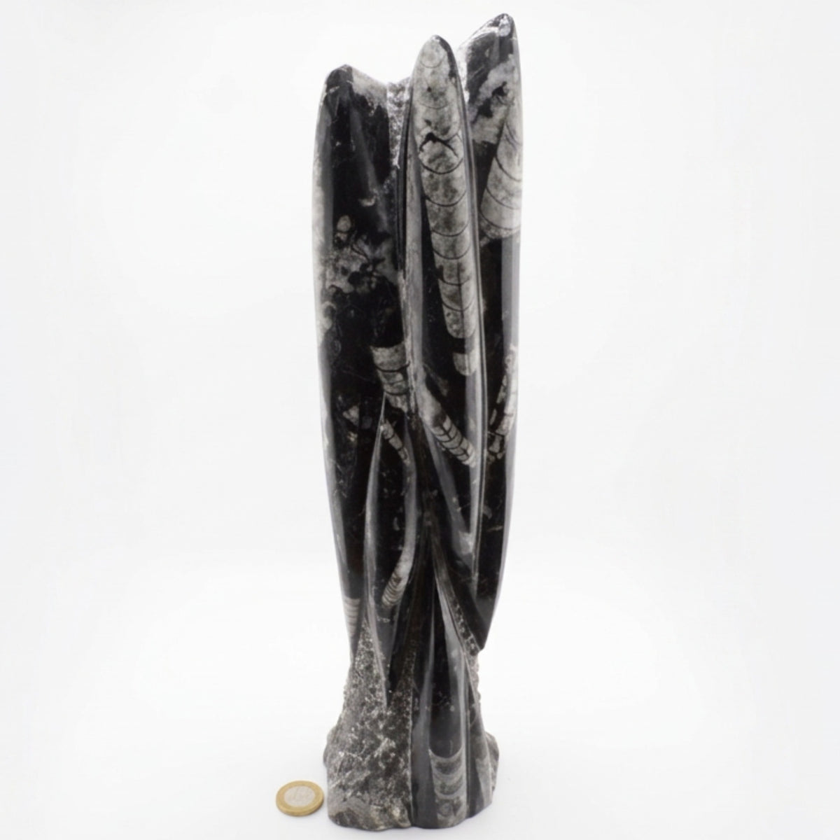 Large Orthoceras Fossil Sculpture Ornament - 355mm High