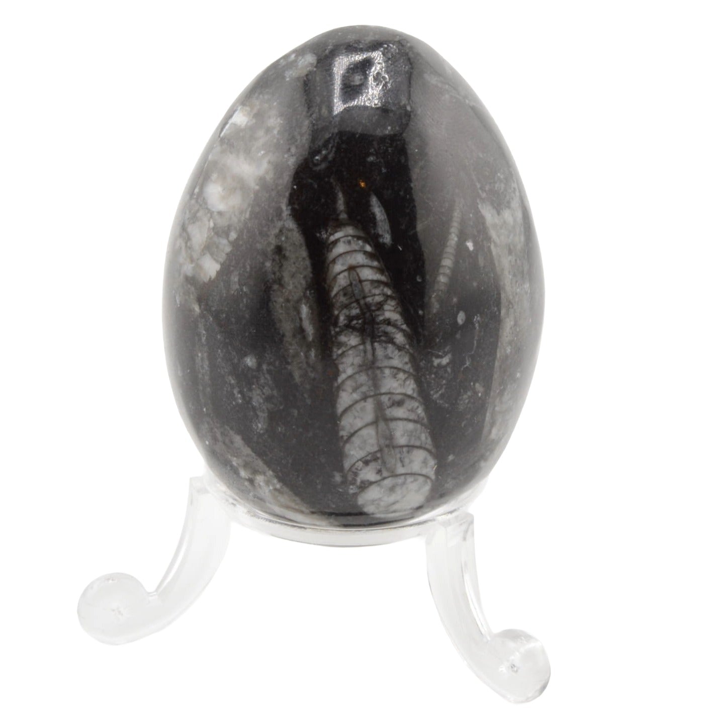 A polished black Orthoceras fossil stone egg featuring a detailed fossil inlay, displayed on a clear acrylic stand against a solid white background.