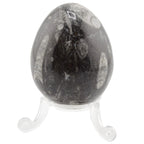 A polished black Orthoceras egg featuring natural white and gray patterns, displayed on a clear acrylic stand against a white background.