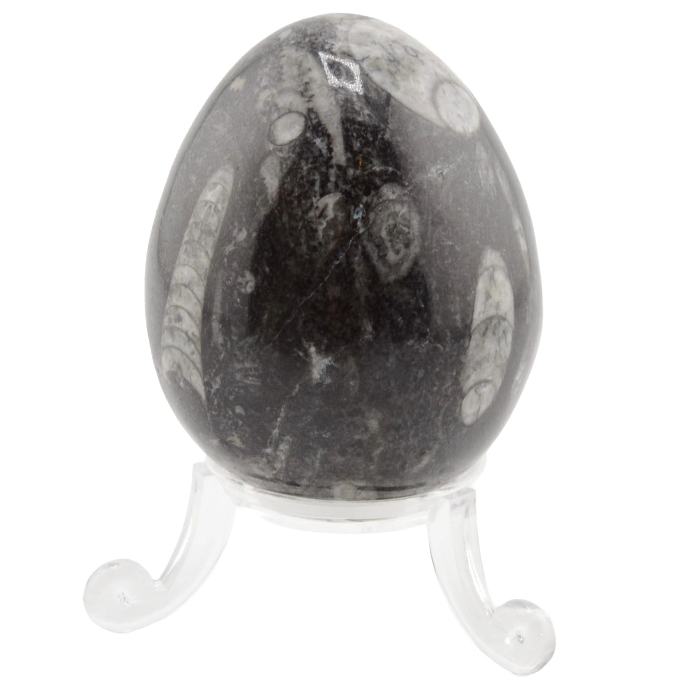 A polished black Orthoceras egg featuring natural white and gray patterns, displayed on a clear acrylic stand against a white background.
