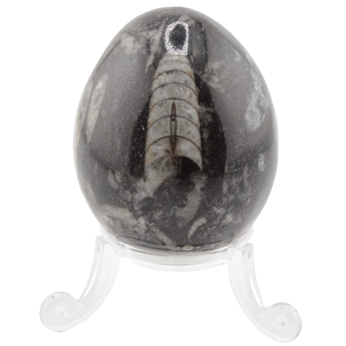 A polished black and white Orthoceras fossil stone egg featuring a detailed fossil pattern, displayed on a clear acrylic stand against a white background.