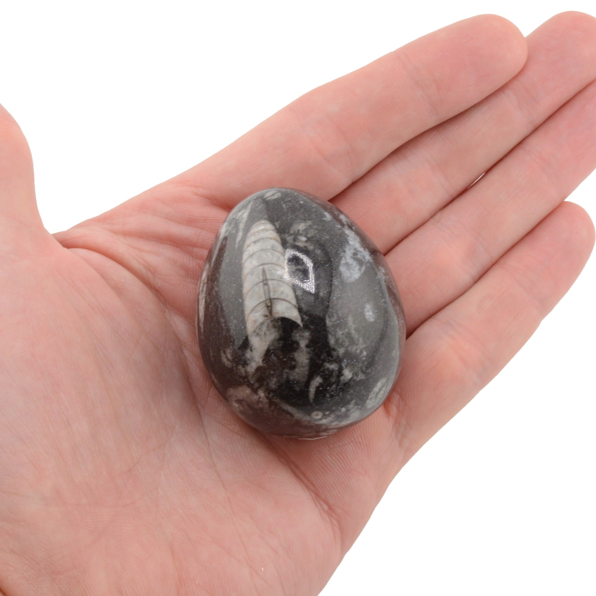 A polished Orthoceras fossil stone resting on an open hand against a plain white background.