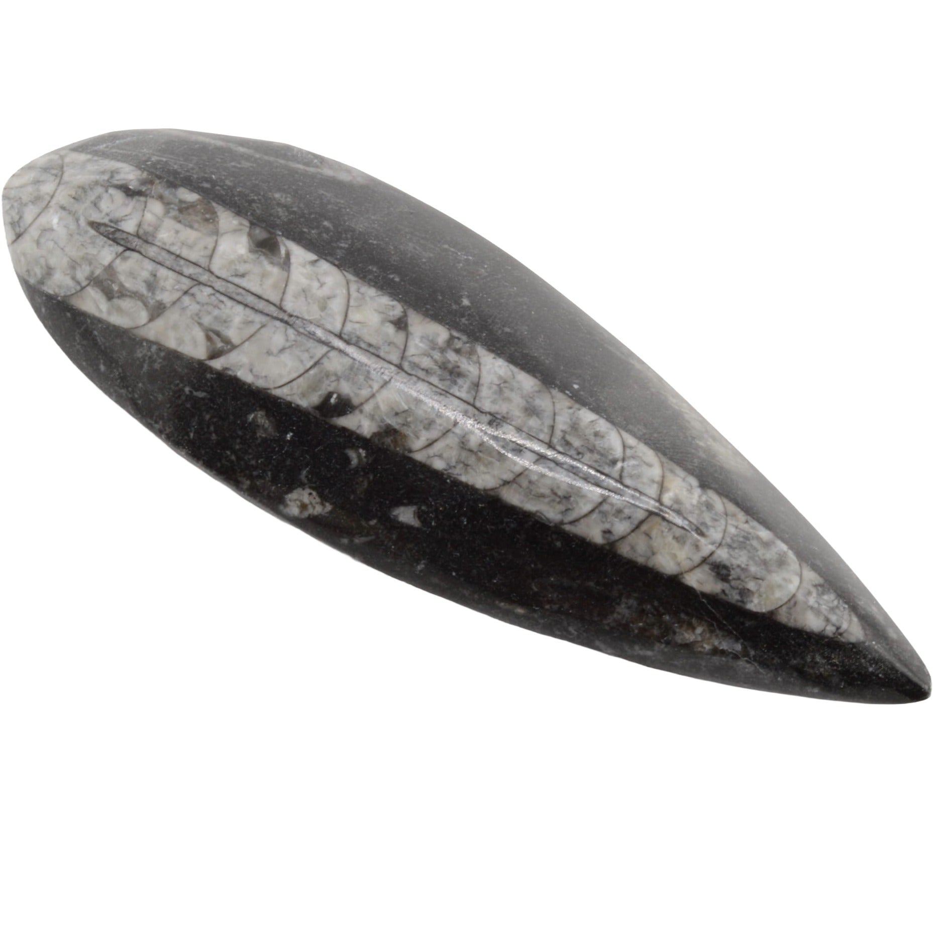 A polished teardrop-shaped Orthoceras featuring a black outer half and a white-and-gray fossil inlay on the other half, shown against a plain white background.